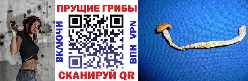 Псилоцибиновые грибы мухоморы  даркнет состав  Суровикино 